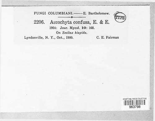 Ascochyta confusa image